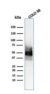 Western Blot: SOX10 Antibody (SOX10/991)Azide and BSA Free [NBP2-59621]