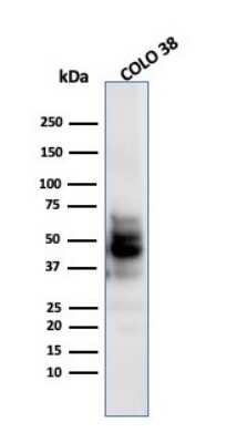 Western Blot: SOX10 Antibody (SPM607)Azide and BSA Free [NBP2-47708]