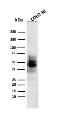 Western Blot: SOX10 Antibody (SPM607) [NBP2-44475]