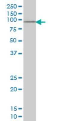 Western Blot: SOX13 Antibody (3E8) [H00009580-M01]