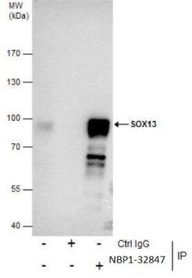 Immunoprecipitation: SOX13 Antibody [NBP1-32847]