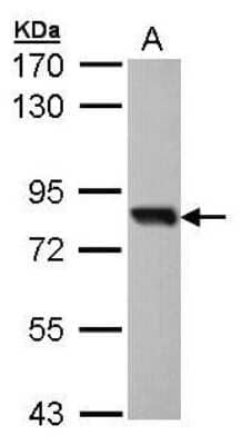 Western Blot: SOX13 Antibody [NBP1-32847]