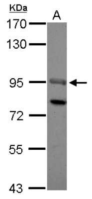 Western Blot: SOX13 Antibody [NBP2-20455]