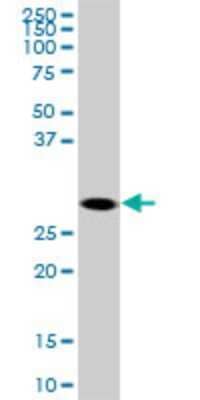 Western Blot: SOX15 Antibody (1B3) [H00006665-M12]