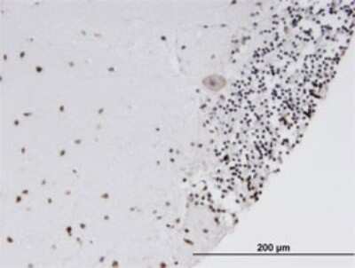 Immunohistochemistry-Paraffin: SOX15 Antibody (2C1) [H00006665-M02]