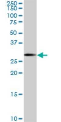 Western Blot: SOX15 Antibody (2C1) [H00006665-M02]