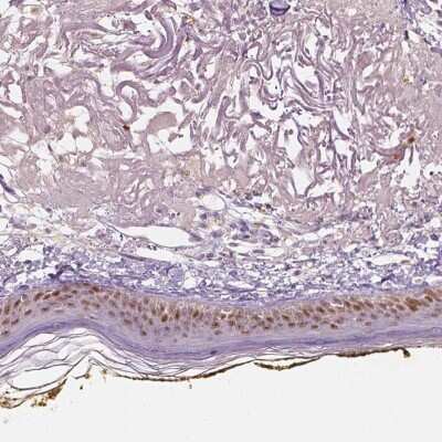 Immunohistochemistry-Paraffin: SOX15 Antibody [NBP2-38101]