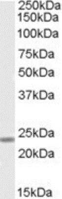 Western Blot: SOX15 Antibody [NB100-93439]