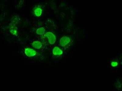 Immunocytochemistry/ Immunofluorescence: SOX17 Antibody (OTI2B6) [NBP1-47996]