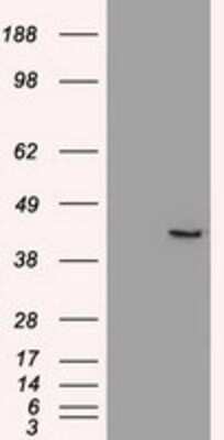 Western Blot: SOX17 Antibody (OTI2B6) [NBP1-47996]