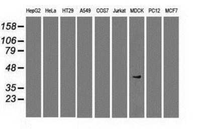 Western Blot: SOX17 Antibody (OTI2B6) [NBP1-47996]