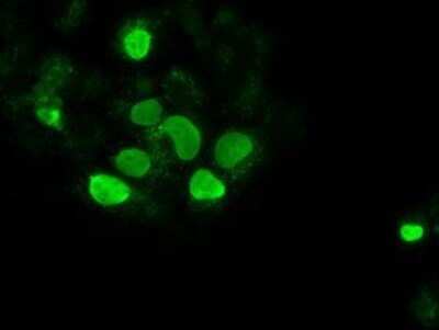 Immunocytochemistry/ Immunofluorescence: SOX17 Antibody (OTI2B6) - Azide and BSA Free [NBP2-74299]