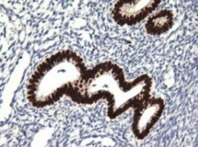 Immunohistochemistry: SOX17 Antibody (OTI2B6) - Azide and BSA Free [NBP2-74299]