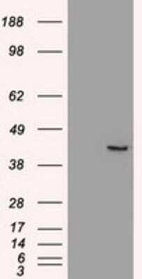 Western Blot: SOX17 Antibody (OTI2B6)Azide and BSA Free [NBP2-74299]