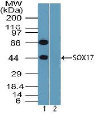 Western Blot: SOX17 AntibodyBSA Free [NBP2-24568]