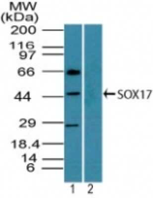 Western Blot: SOX17 Antibody [NBP2-24644]