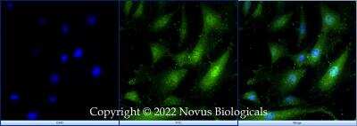 Immunocytochemistry/ Immunofluorescence: SOX2 Antibody - BSA Free [NB110-37235]