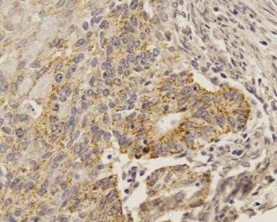 Immunocytochemistry: SOX2 Antibody (4G8) - Azide and BSA Free [NBP2-80957]