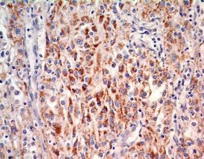 Immunohistochemistry: SOX2 Antibody (4G8) - Azide and BSA Free [NBP2-80957]