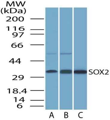 Western Blot: SOX2 Antibody (4G8)Azide and BSA Free [NBP2-80957]