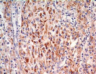 Immunohistochemistry-Paraffin: SOX2 Antibody (4G8) - BSA Free [NBP2-29623]