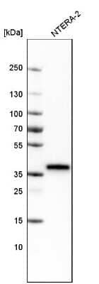 Western Blot: SOX2 Antibody (CL4716) [NBP2-59057]