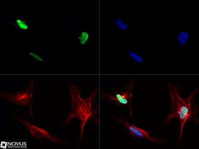 Immunocytochemistry/ Immunofluorescence: SOX2 Antibody - BSA Free [NB110-37235]