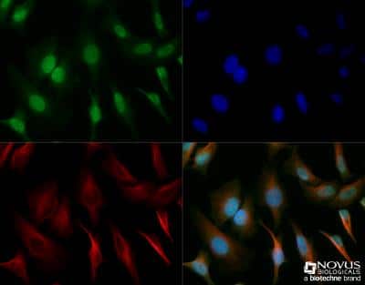 Immunocytochemistry/ Immunofluorescence: SOX2 Antibody - BSA Free [NB110-37235]