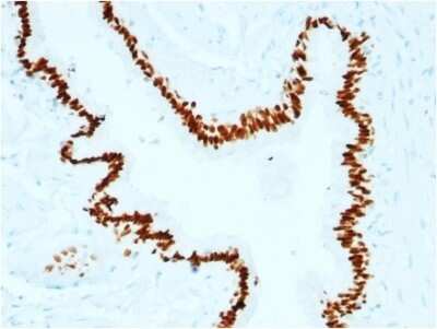 Immunohistochemistry-Paraffin: SOX2 Antibody (SOX2/1791) - Azide and BSA Free [NBP2-54594]