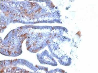 Immunohistochemistry-Paraffin: SOX2 Antibody (SOX2/1791) - Azide and BSA Free [NBP2-54594]