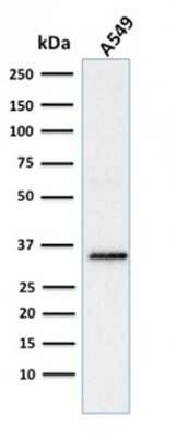 Western Blot: SOX2 Antibody (SOX2/1791)Azide and BSA Free [NBP2-54594]