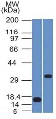 Western Blot: SOX2 Antibody (SOX2/1791)Azide and BSA Free [NBP2-54594]