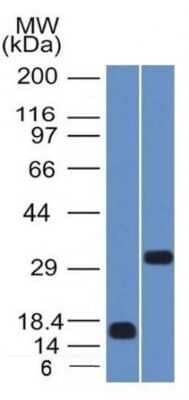 Western Blot: SOX2 Antibody (SOX2/1792)Azide and BSA Free [NBP2-54593]