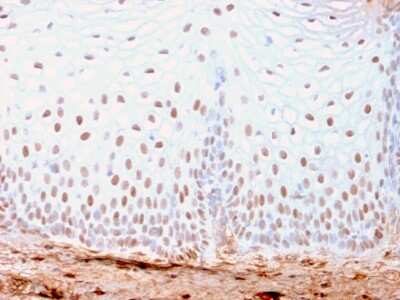 Immunohistochemistry-Paraffin: SOX2 Antibody (SOX2/3169R) - Azide and BSA Free [NBP3-08508]