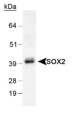 Western Blot: SOX2 AntibodyBSA Free [NB110-37235]