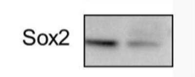 Western Blot: SOX2 AntibodyBSA Free [NB110-37235]