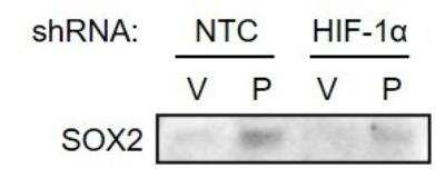 Western Blot: SOX2 AntibodyBSA Free [NB110-37235]