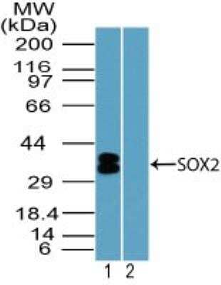 Western Blot: SOX2 Antibody [NBP2-24390]