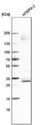 Western Blot: SOX21 Antibody (CL4681) [NBP2-59058]