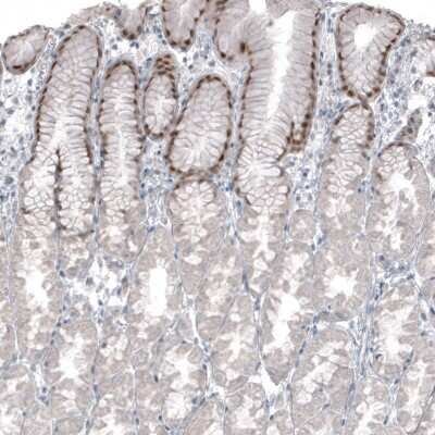 Immunohistochemistry-Paraffin: SOX21 Antibody (CL4688) [NBP2-59059]