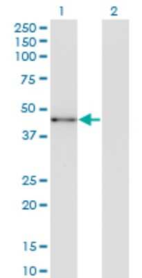 Western Blot: SOX22 Antibody (4A7) [H00006666-M08]