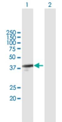 Western Blot: SOX22 Antibody [H00006666-B01P]