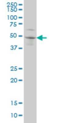 Western Blot: SOX3 Antibody (1F2) [H00006658-M04]