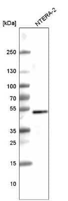 Western Blot: SOX3 Antibody (CL4725) [NBP2-59060]