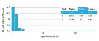 Protein Array: SOX4 Antibody (PCRP-SOX4-1D6) - Azide and BSA Free [NBP3-14180]