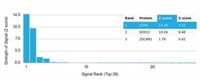 Protein Array: SOX4 Antibody (PCRP-SOX4-1D6) [NBP3-13777]