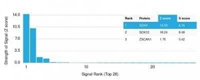 Protein Array: SOX4 Antibody (SOX4/2540) - Azide and BSA Free [NBP2-79903]