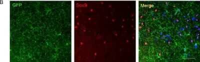 Immunocytochemistry/ Immunofluorescence: SOX9 Antibody [NBP1-85551]