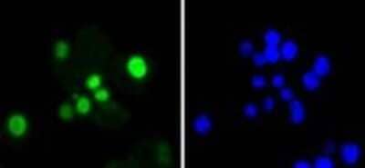 Immunocytochemistry/ Immunofluorescence: SOX9 Antibody (SN74-09) [NBP2-67690]