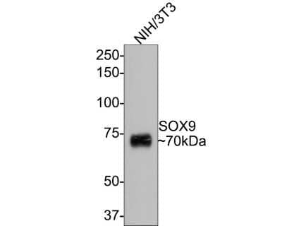 Western Blot: SOX9 Antibody (SN74-09) [NBP2-67690]